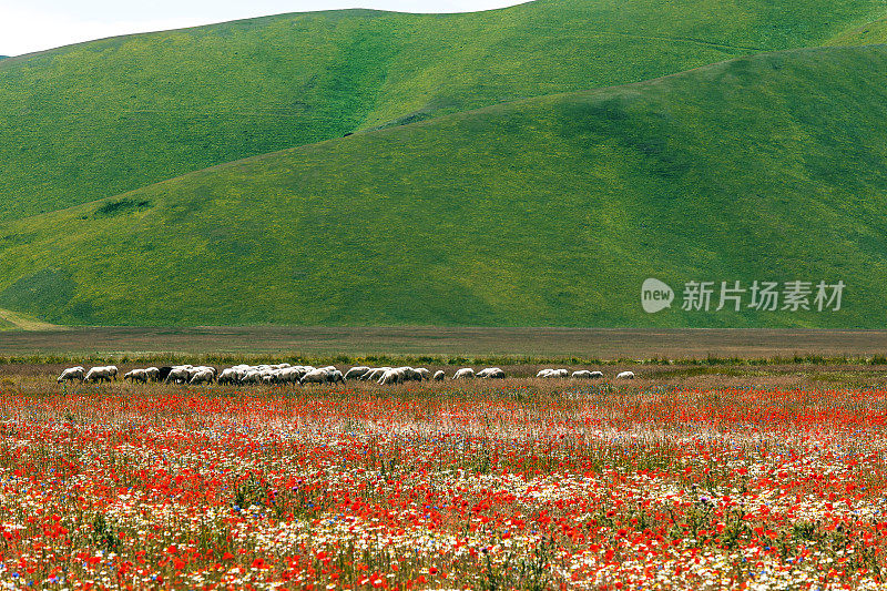 Piano Grande di Castelluccio(意大利)，绿色山丘上的村庄